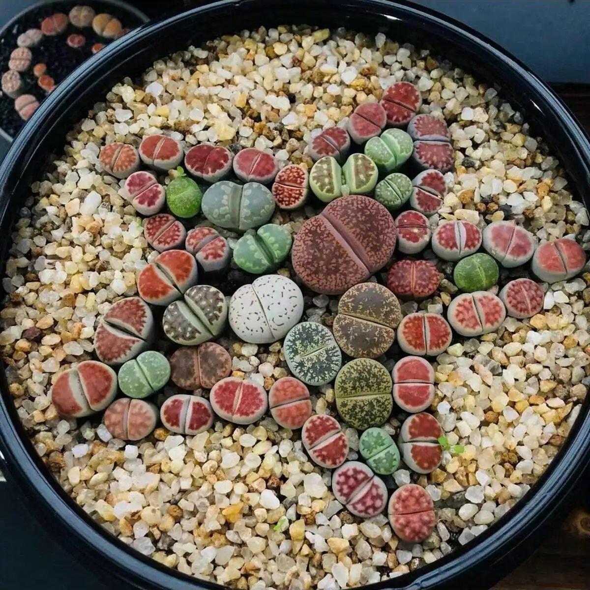 1pc-250g Natural Crystals Grav - Aquarium Fish Pot ulasan dan harga