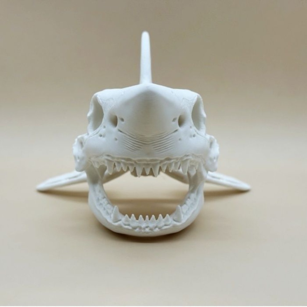 3D Printing Shark Skull Skelet - Aquarium Fish Games ulasan dan harga