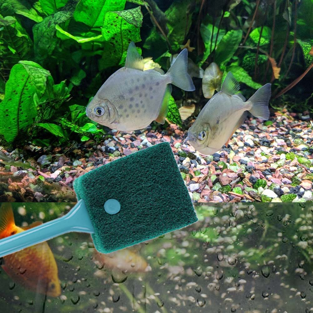 Double-sided Fish Tank Sponge  - Aquarium Fish Accessories ulasan dan harga