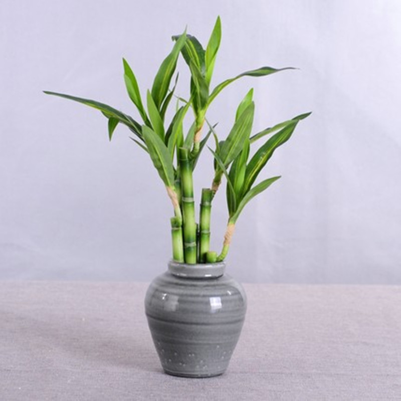 New 40cm rFtificial Lucky Bamb - Aquarium Fish Pot ulasan dan harga
