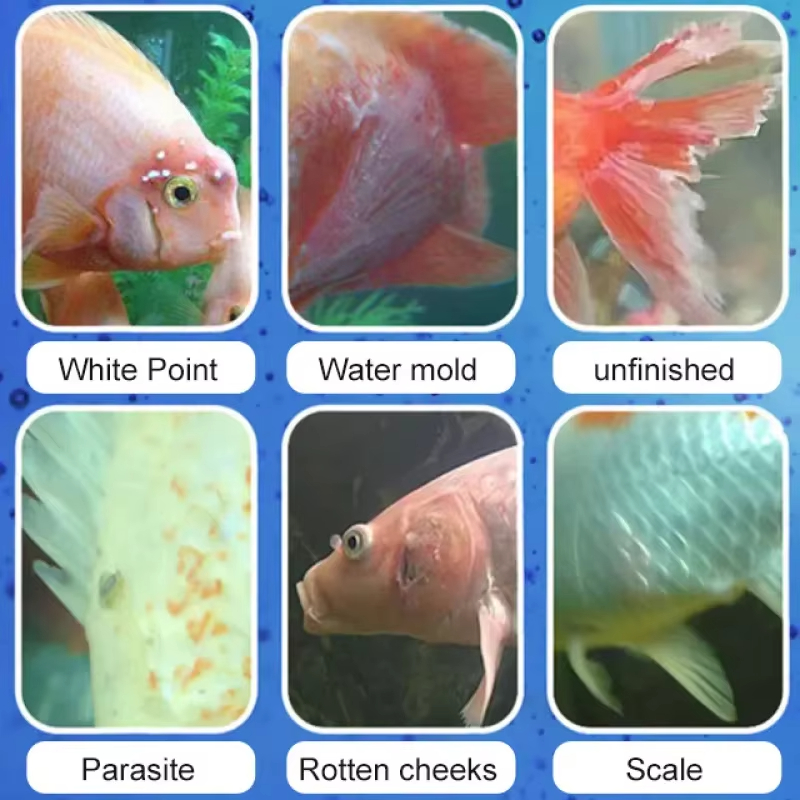SIKEZHAN Fish Disease Treatmen - Aquarium Fishing ulasan dan harga