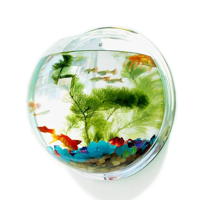 Pinsjar Acrylic Fish Bowl Wall - Aquarium Fish Jar ulasan dan harga