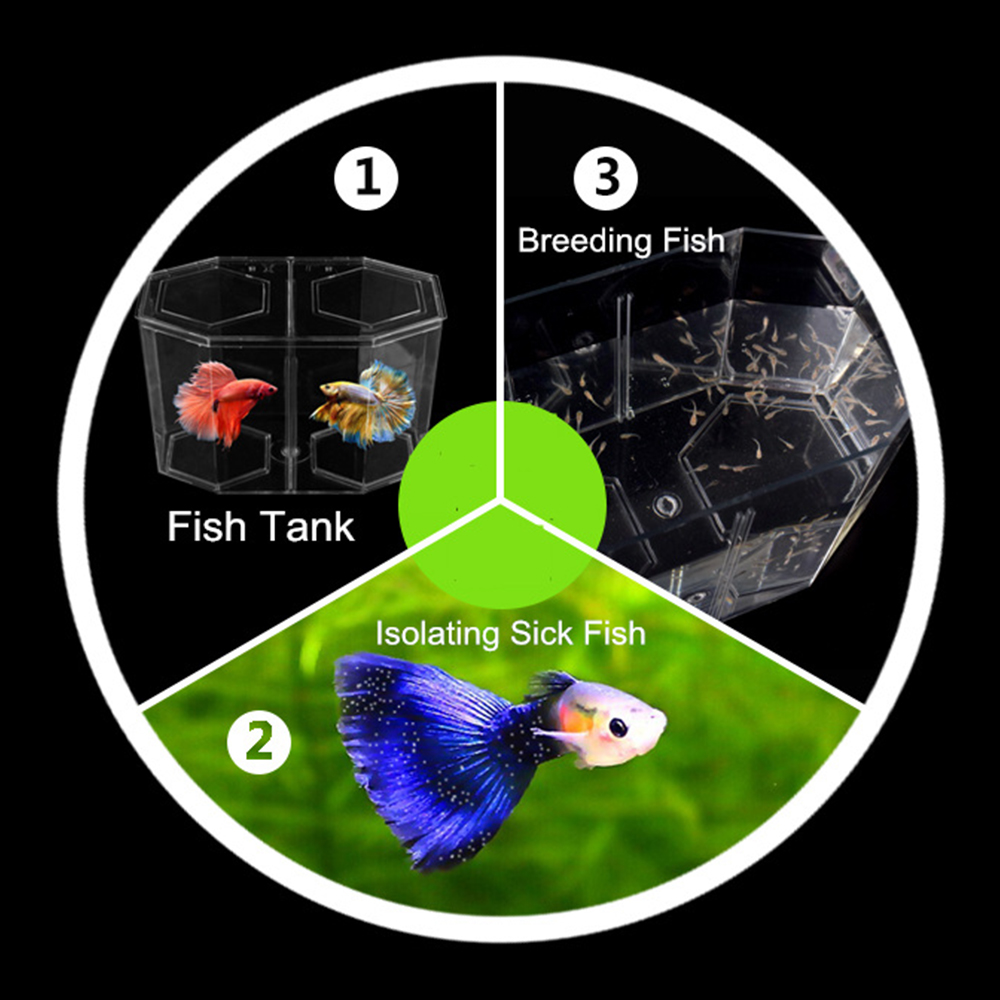 Acrylic Two Splits Guppy Fish  - Aquarium Fish Jar ulasan dan harga