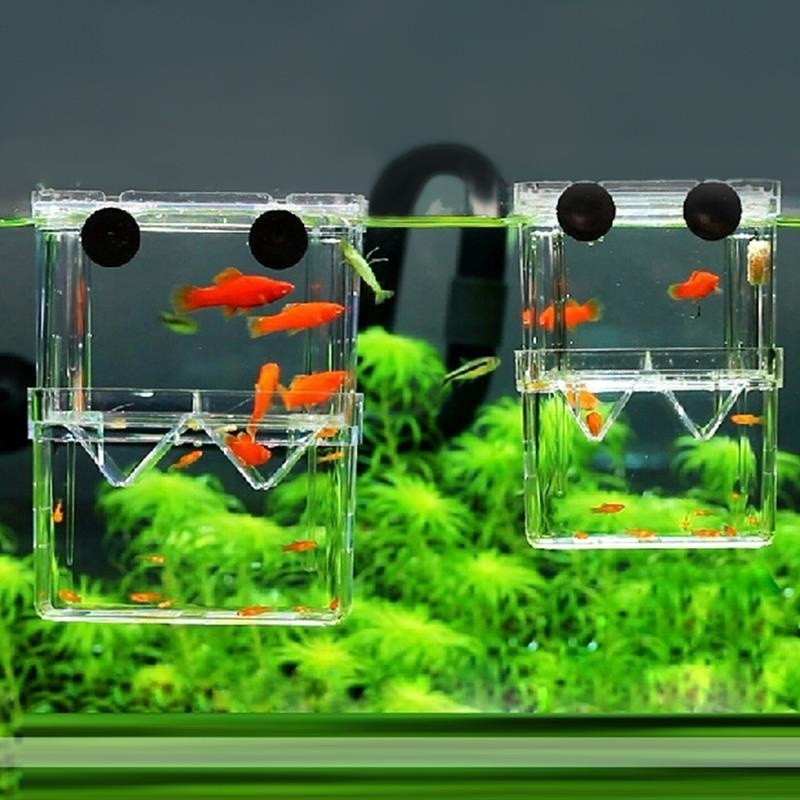 Multifunctional Fish Aquarium  - Aquarium Fish Jar ulasan dan harga