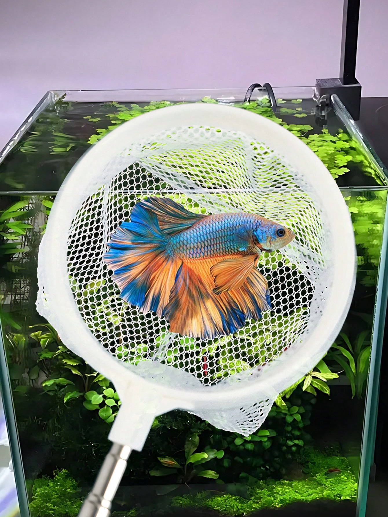 Aquarium Fish Net - a Retracta - Fish Net Handle ulasan dan harga