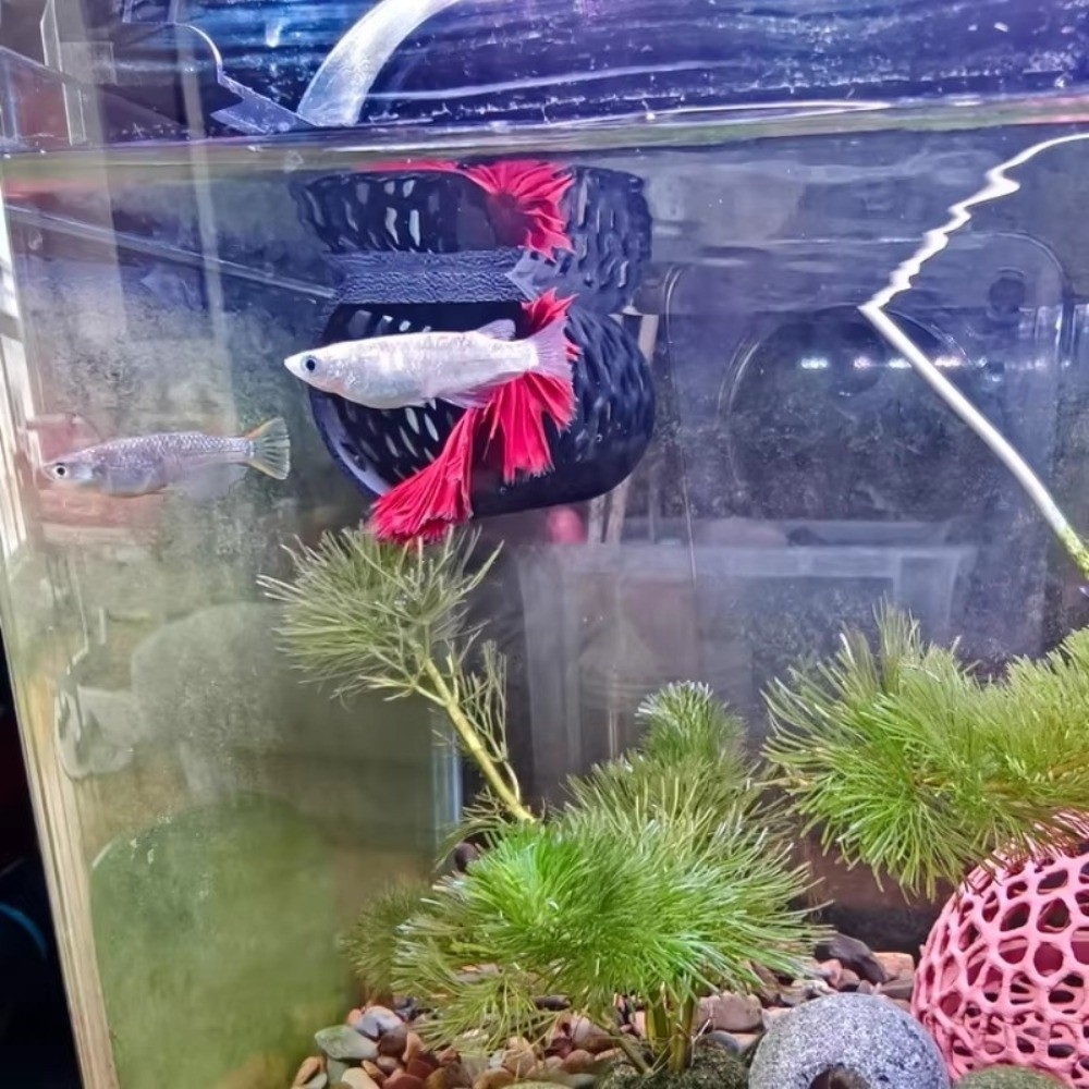Aquarium Tunnel Aquarium Fish  - Aquarium Fish Games ulasan dan harga