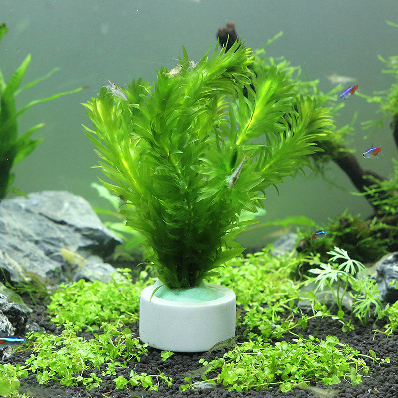 Aquarium Decoration Ceramic Ri - Aquarium Fish Pot ulasan dan harga
