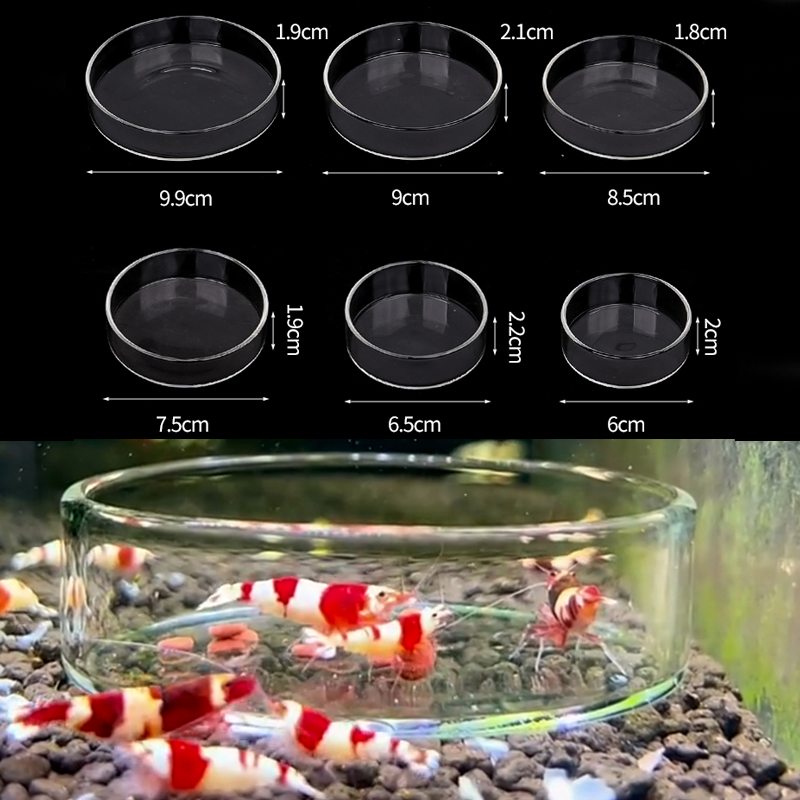 Shrimp Feeding Dish High Trans - Aquarium Fish Food ulasan dan harga