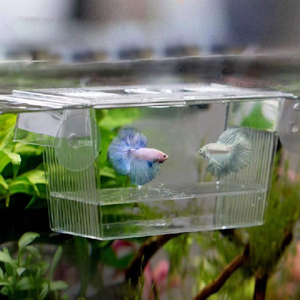 New Acrylic Fish Tank Breeding - Aquarium Fish Reproduction ulasan dan harga