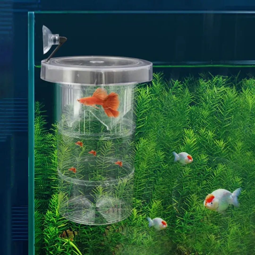 Acrylic Floating Fish Breeding - Aquarium Fish Jar ulasan dan harga