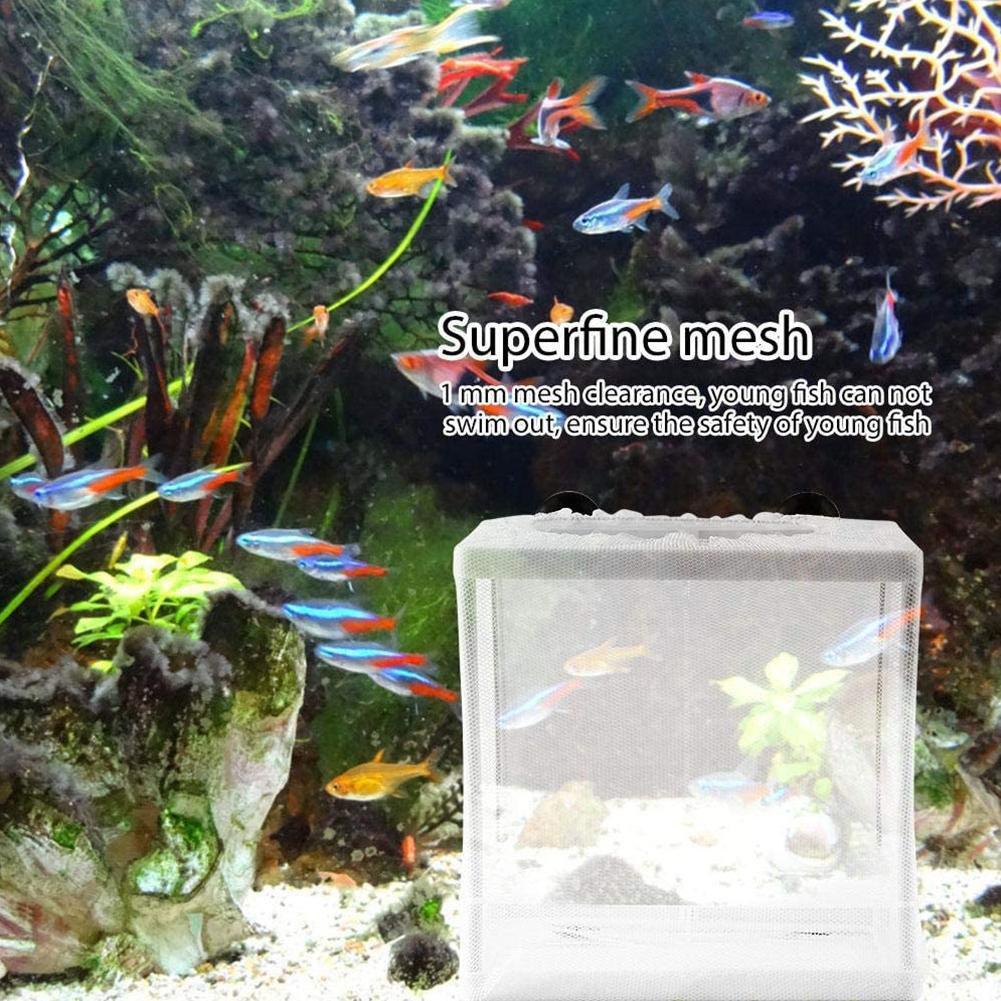 Hatchery Isolation Box for Aqu - Aquarium Fish Jar ulasan dan harga