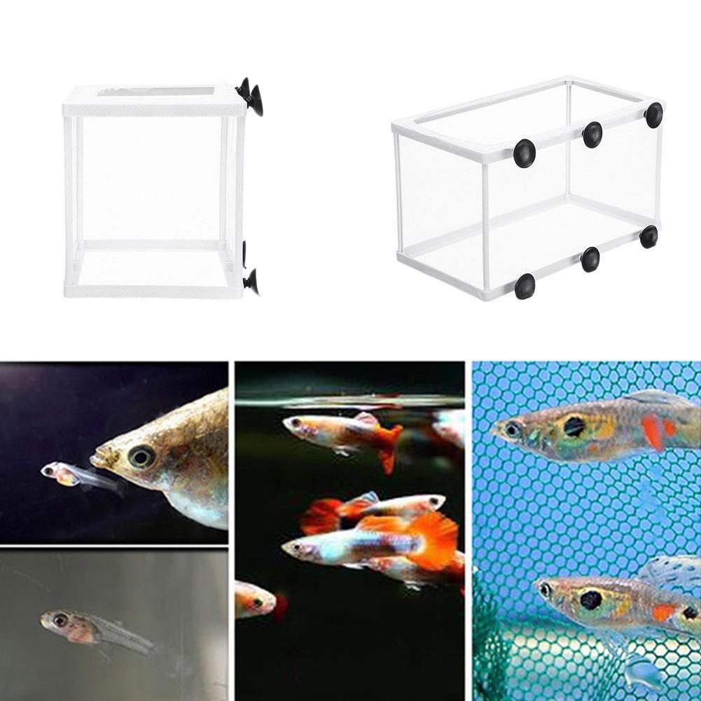 Hatchery Isolation Box for Aqu - Aquarium Fish Jar ulasan dan harga