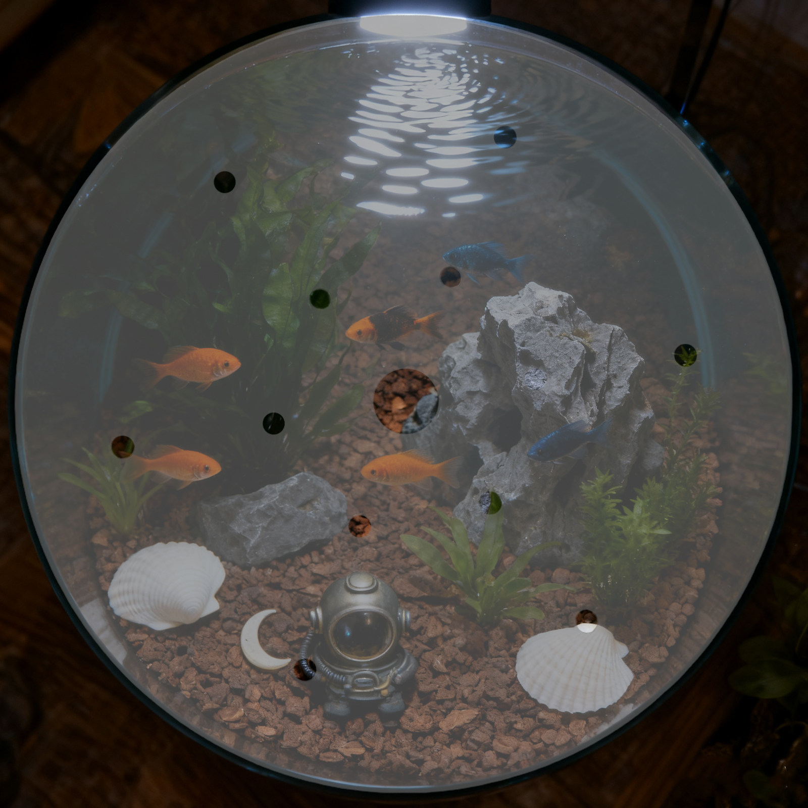 7 Inch Round Acrylic Fish Tank - Aquarium Fish Jar ulasan dan harga